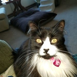 Meet your Posher, Lorie